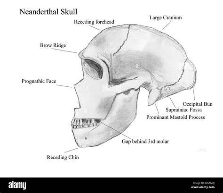 Neanderthal Skull