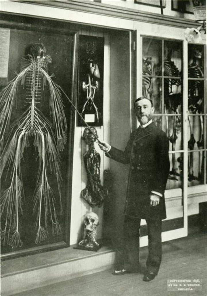 Nervous System Of Harriet Cole