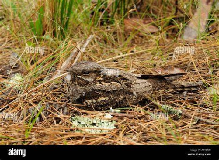 Nightjar Nesting On The Ground