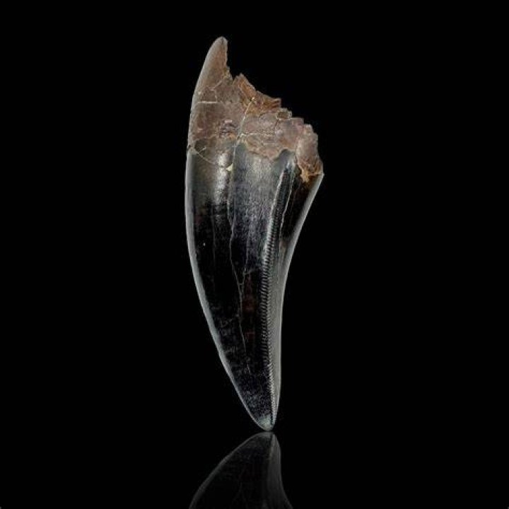 North Dakota T Rex Tooth