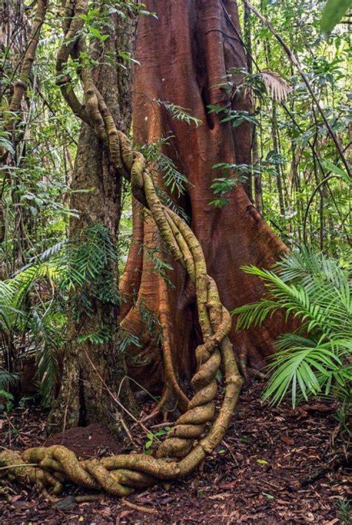 Old Ayahuasca Vine