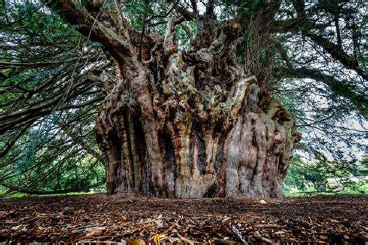 Old Yew Tree