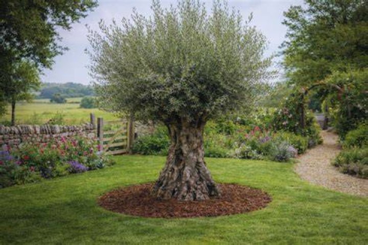 Olive Tress is married to his wife Gina Coladangelo