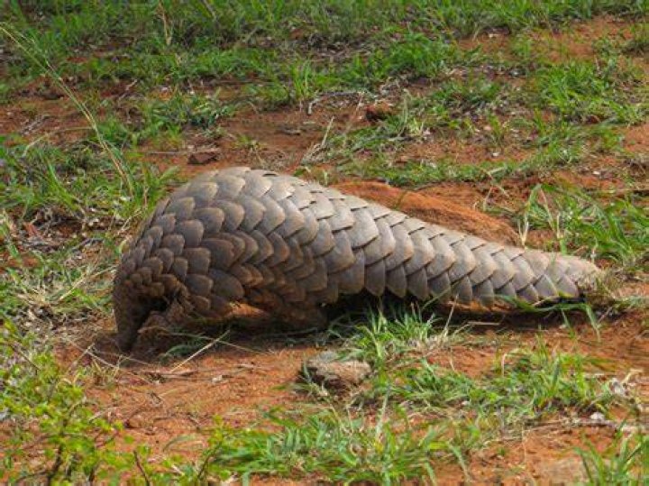 Pangolin Desert