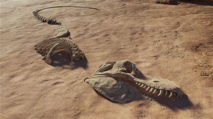 Partially Excavated T Rex