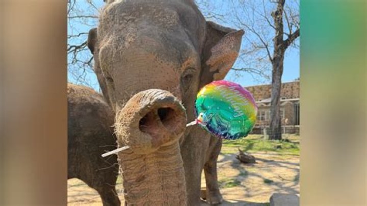 Party Left Behind On Elephant Island