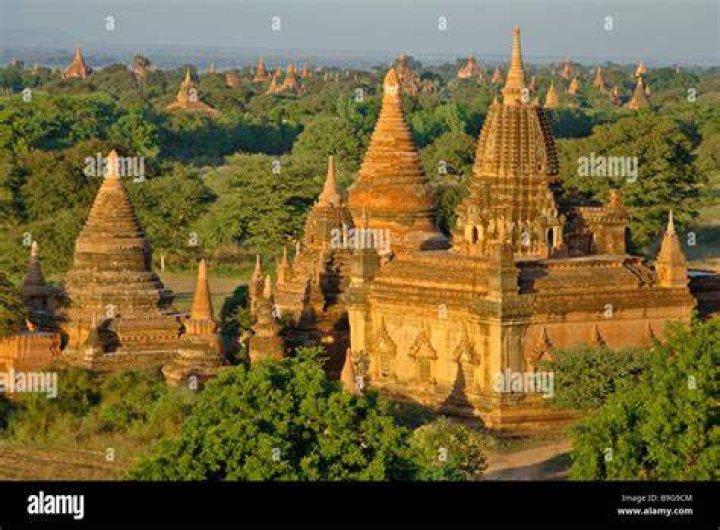 Photos Of The Ancient Myanmar Cockroaches