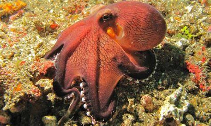 Pink Coconut Octopus