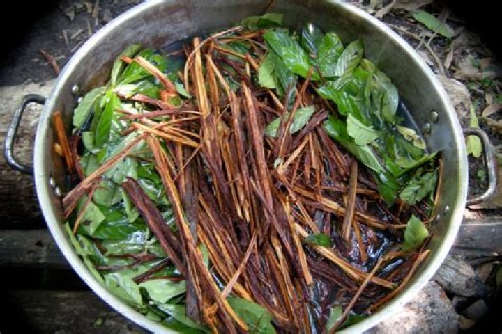Pot To Be Brewed Ayahuasca