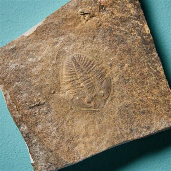Prehistoric Welsh Fossil