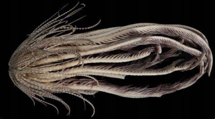 Promachocrinus Fragarius