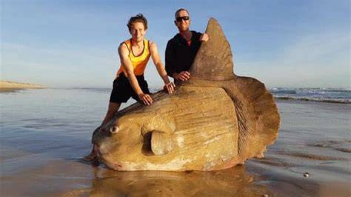 Rare Sunfish