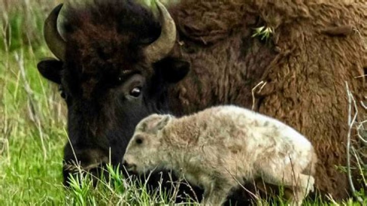 Rare White Bison