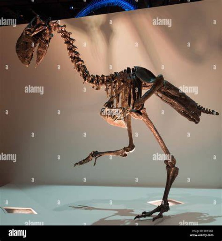 Reconstructed Terror Bird Skeleton