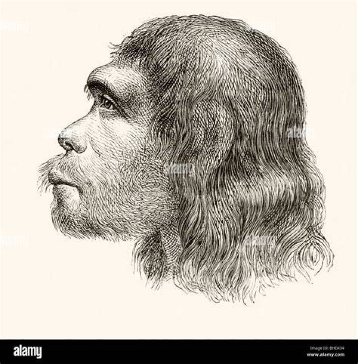 Reconstruction Of Neanderthal Head And Face