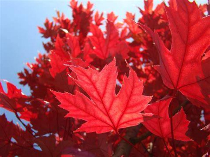 Red Autumn Leaves