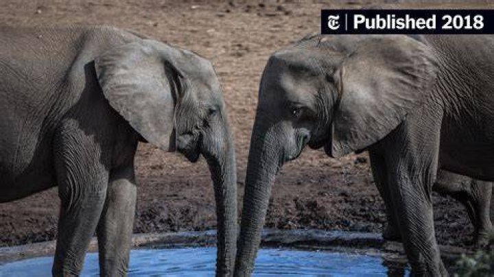 Removed Pygmy Elephant Tusks