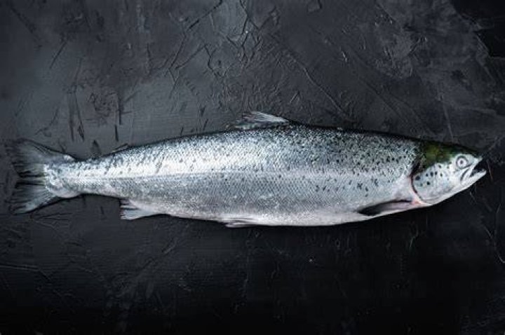 Salmon wiki