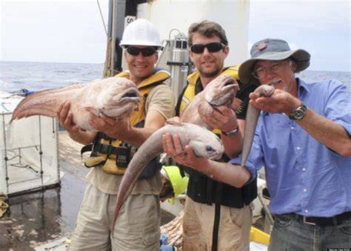 Scientists Discover 100 New Species In Bounty Trough