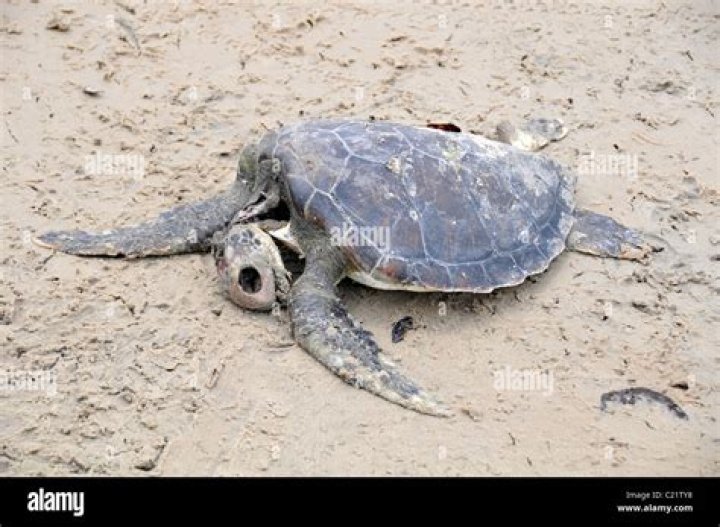 Sea Turtle Carcass