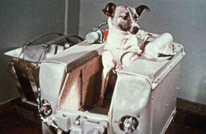 Space Dog Sitting