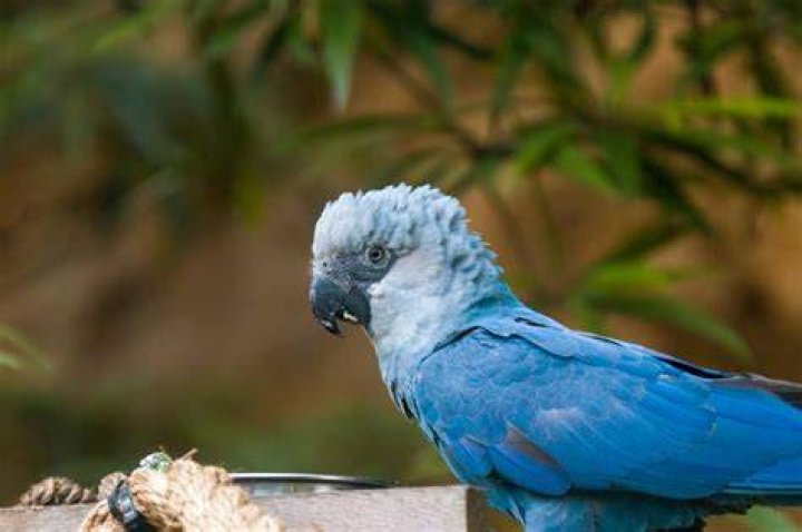 Spix's Macaw Group