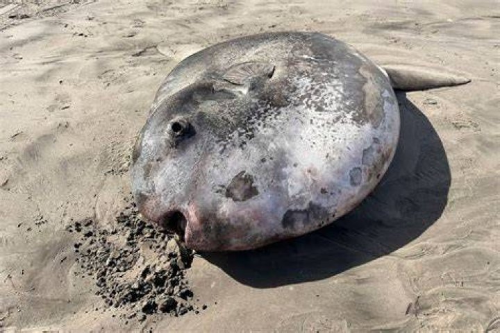 Sunfish Washed Ashore In Oregon