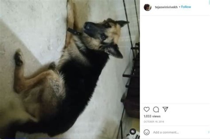 Tejaswini Vivek dog.