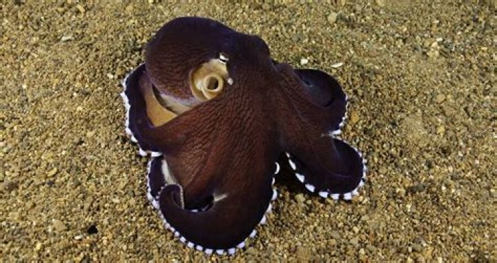 The Coconut Octopus, The Craftiest Cephalopod Studied By Scientists