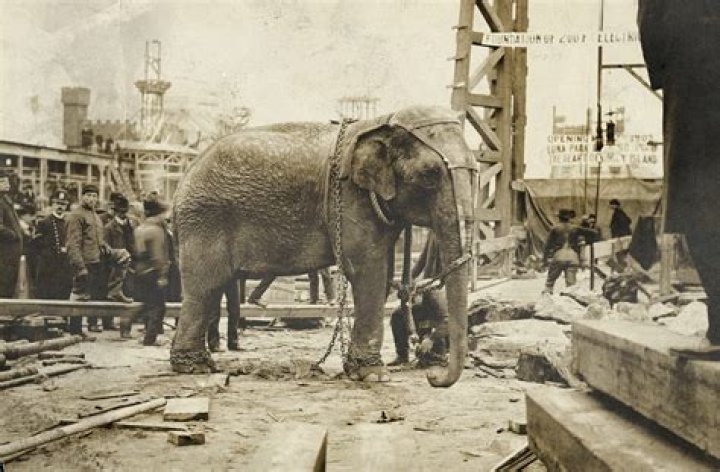 Topsy The Elephant