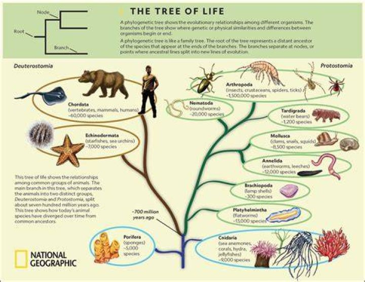 Tree Of Life
