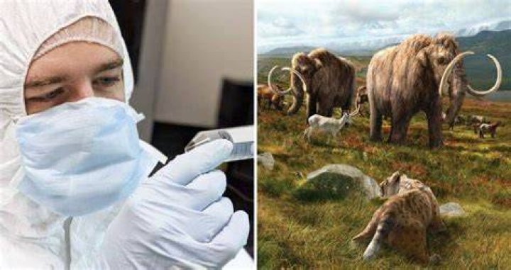 Tyler Murchie Woolly Mammoth Extinction
