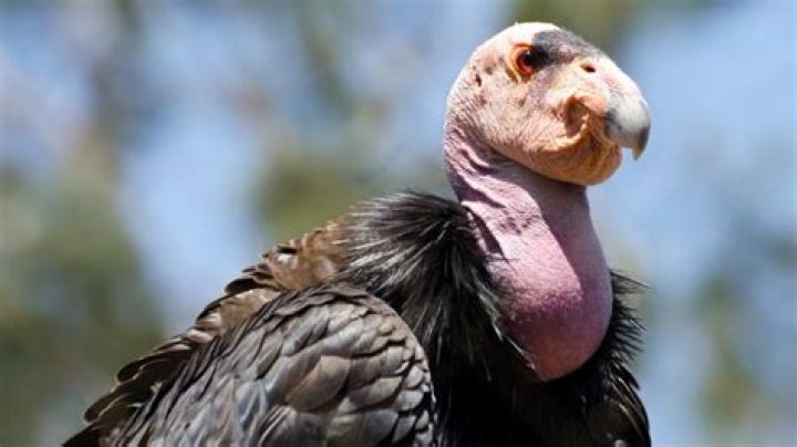 Ugliest Animals Condor Profile