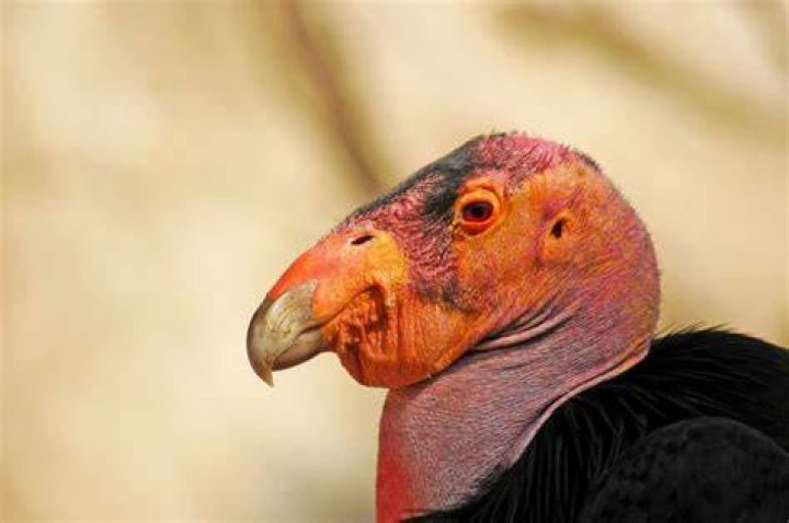 Ugliest Animals Condor