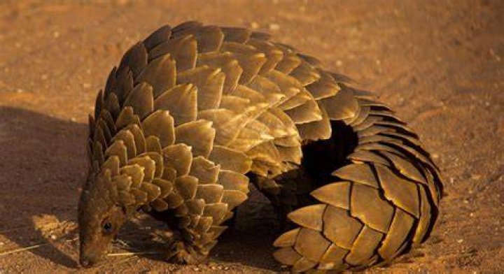 Ugliest Animals Pangolin