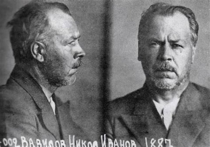 Vavilov In Prison