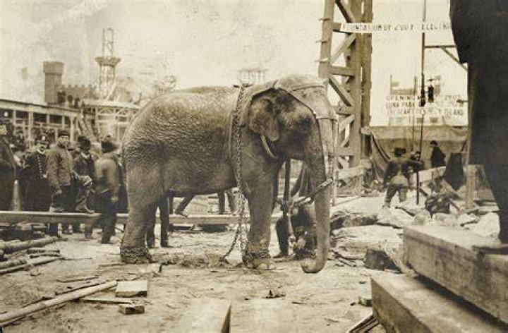Video Of Topsy The Elephant