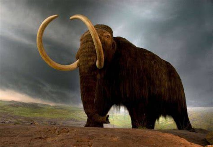 When Did The Woolly Mammoth Go Extinct