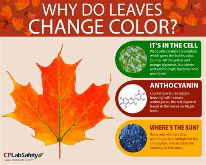 Why Do Leaves Change Color? Here's The Scientific Explanaition