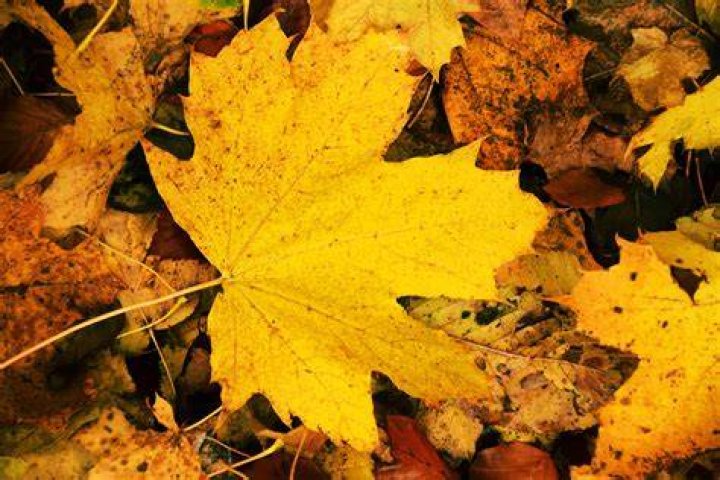 Yellow Fall Leaves