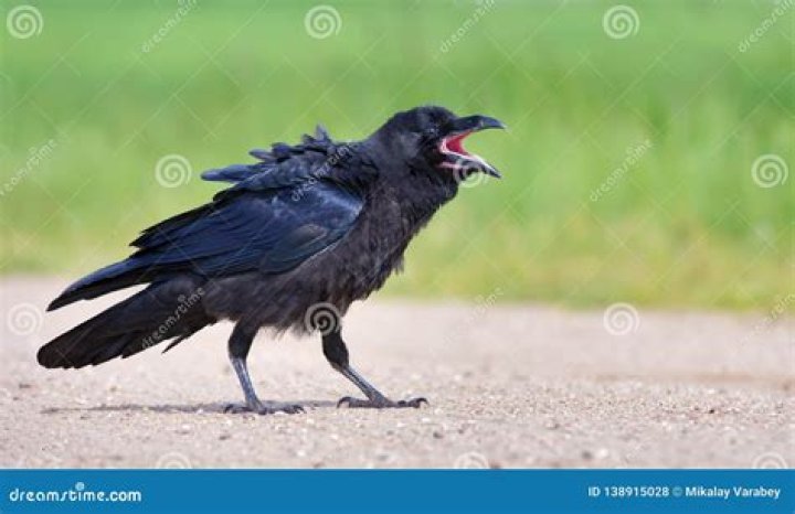 Young Raven